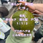 ＃プロのヘナ塗布　＃ヘナの塗り分け　＃ヘナを薄く染める　＃色んなパターンに対応可